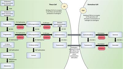 Translational Physiology of Anti-Müllerian Hormone: Clinical Applications in Female Fertility Preservation and Cancer Treatment